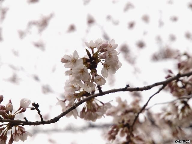 日本3/27-3/31照片分享一下