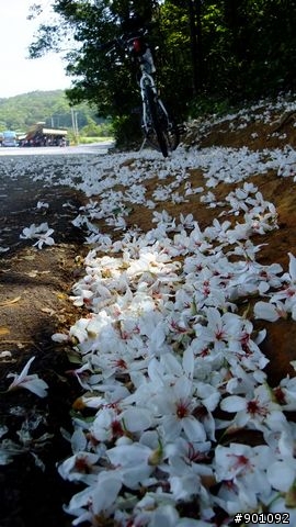 苗栗 三義 銅鑼 油桐花騎跡 (圖多)