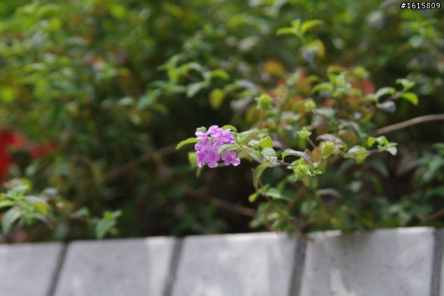 PENTAX K-X + sigma 28-105mm f2.8-4 再試日間照 希望有毒