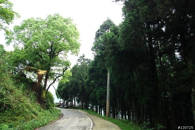 [三峽]桐花來了竹崙路+三層坪+熊空休閒農場