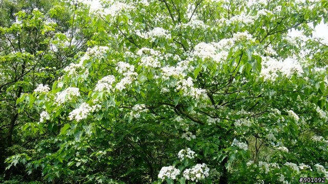 苗栗 三義 銅鑼 油桐花騎跡 (圖多)