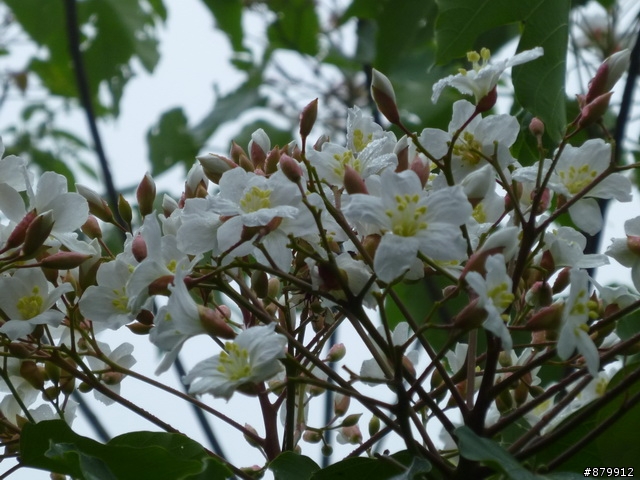 990424 小紅與我遊桐花