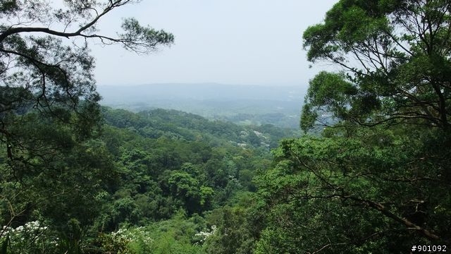 苗栗 三義 銅鑼 油桐花騎跡 (圖多)