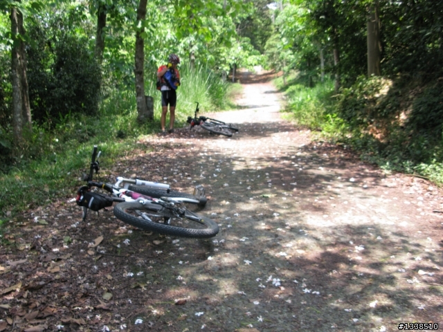 (土撥鼠單車)20100421-五公山 騎+扛車 賞 油桐花記