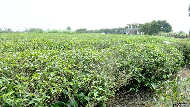 苗栗 三義 銅鑼 油桐花騎跡 (圖多)