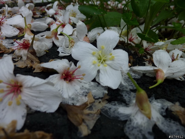 990424 小紅與我遊桐花