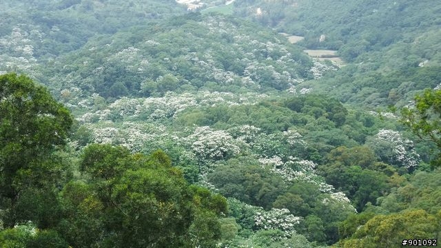 苗栗 三義 銅鑼 油桐花騎跡 (圖多)