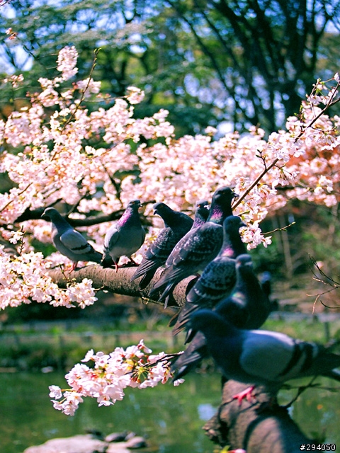 名古屋賞櫻