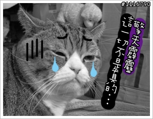 [貓的二三事]胖子TT