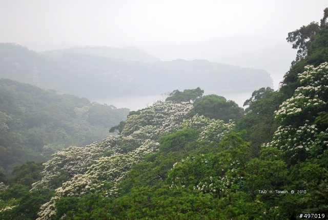 苗栗.下雪囉!!*油桐花坊.永和山水庫(4月18日花況)