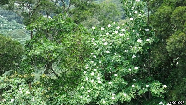 苗栗 三義 銅鑼 油桐花騎跡 (圖多)