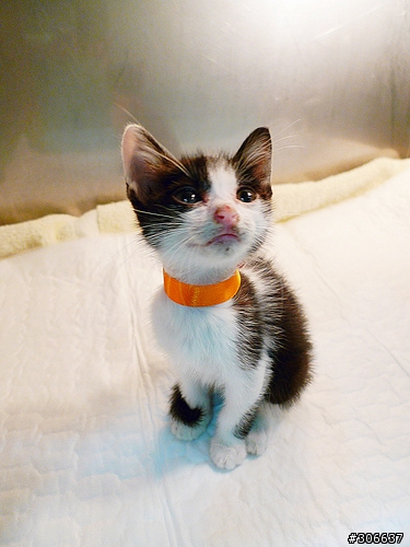 二個月左右的小貓"牛奶"，徵求主人(認養海報出爐)