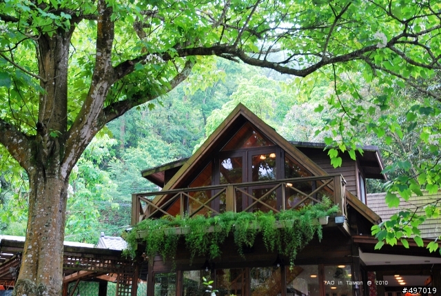 苗栗.下雪囉!!*油桐花坊.永和山水庫(4月18日花況)