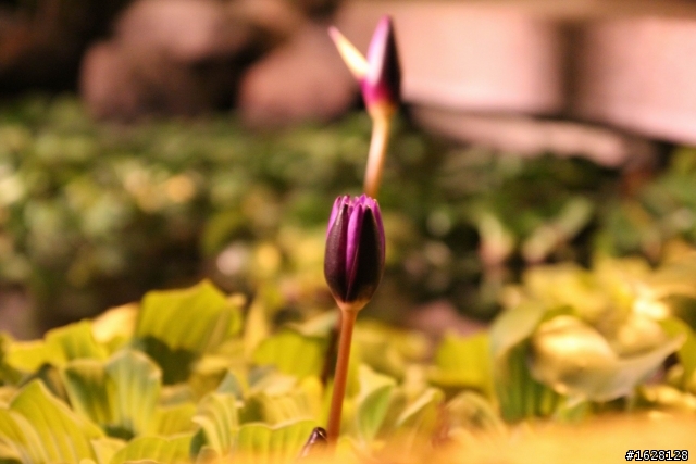 [開箱文] 我的專業 DC-Canon 550D