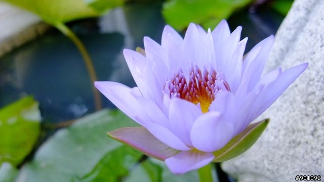 苗栗 三義 銅鑼 油桐花騎跡 (圖多)