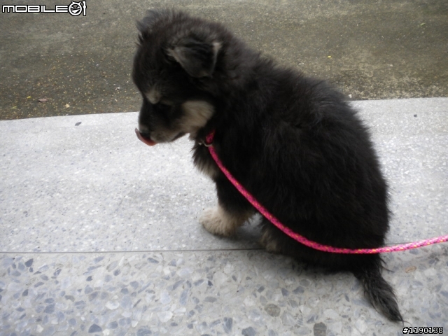 歡迎愛心認養(新竹縣收容所)----毛毛小幼犬(已認養)