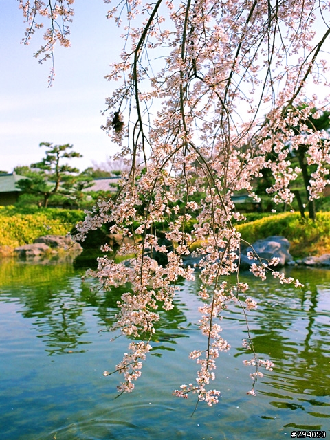 名古屋賞櫻
