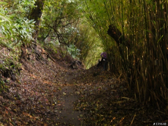 陽明山之橫嶺古道初探險