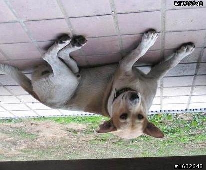 我今天終於拍到狐狸了耶 ！！(補圖了)