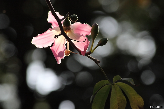 千年傳統．全新感受 ── 重新發現小小黑 EF 70-300mm F4-5.6 IS USM