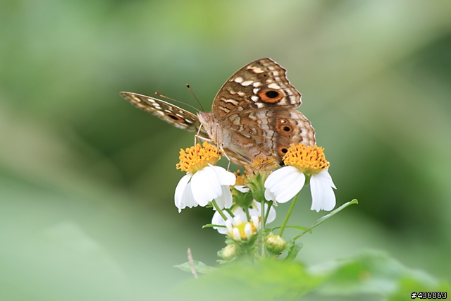 千年傳統．全新感受 ── 重新發現小小黑 EF 70-300mm F4-5.6 IS USM