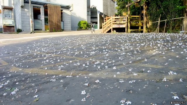 苗栗 三義 銅鑼 油桐花騎跡 (圖多)