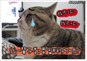 [貓的二三事]胖子TT