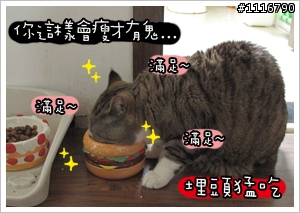 [貓的二三事]胖子TT