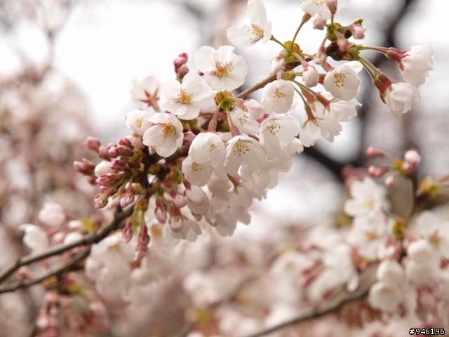 日本3/27-3/31照片分享一下