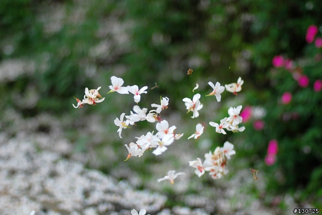 [三峽]桐花來了竹崙路+三層坪+熊空休閒農場