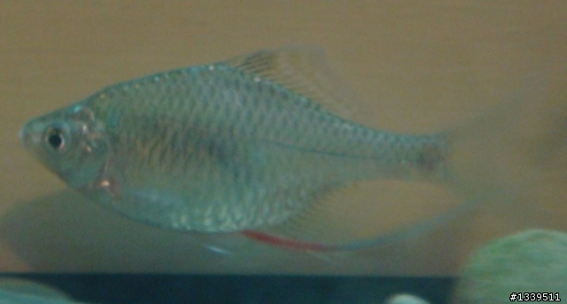 請問我的魚怎麼了？(附圖)