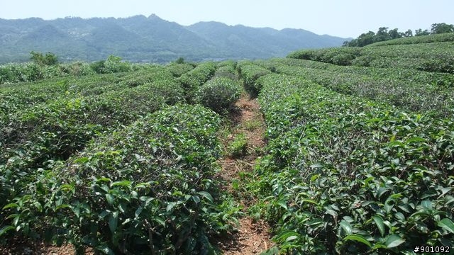 苗栗 三義 銅鑼 油桐花騎跡 (圖多)