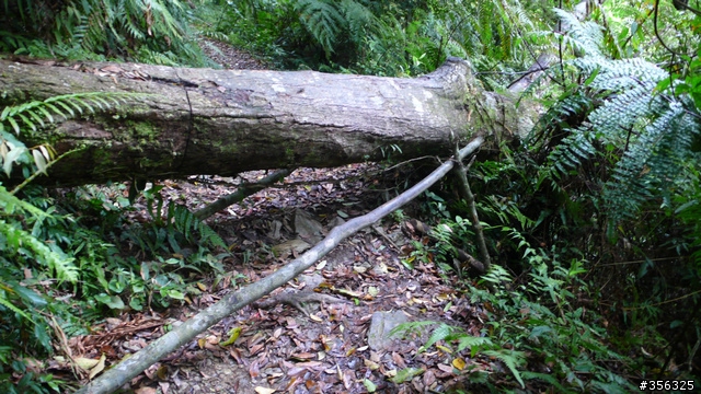 [遊記] 烏來雨中單車越野樂....卡拉莫基步道+哈盆越嶺古道(半程)