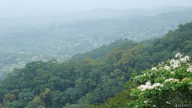 苗栗 三義 銅鑼 油桐花騎跡 (圖多)