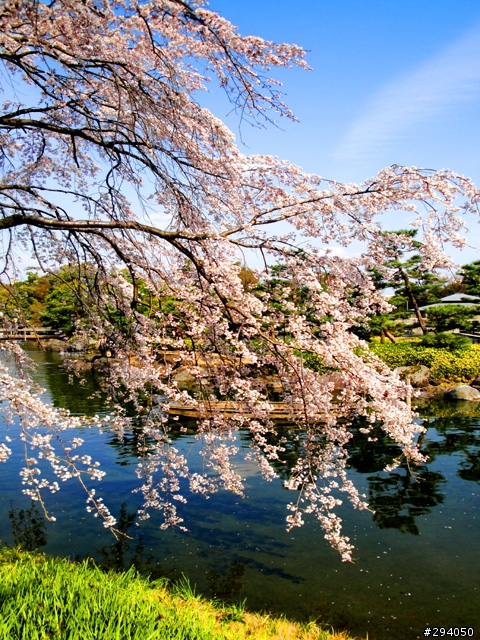 名古屋賞櫻