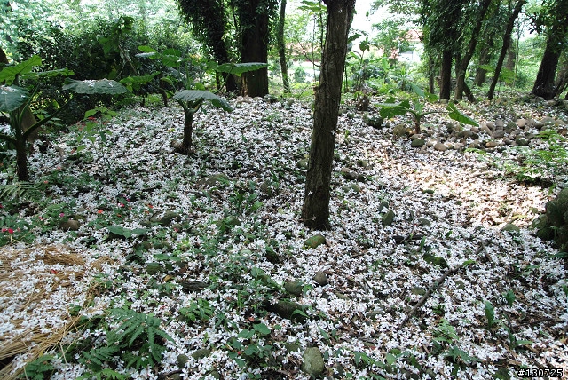 [大溪]十一指古道之桐花步道(加映小粗坑狀況)
