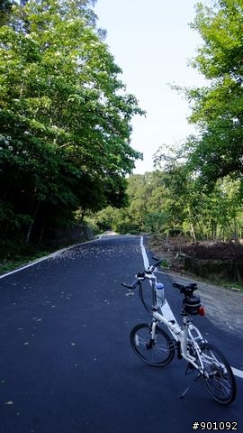 苗栗 三義 銅鑼 油桐花騎跡 (圖多)