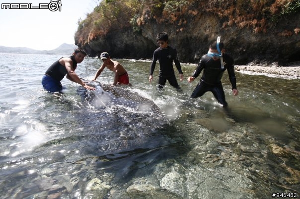 轉載-吃魚翅前，請三思