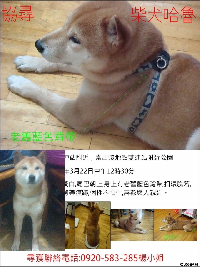 請各位車友幫幫忙!![協尋]:台北縣市五歲半公柴犬哈魯