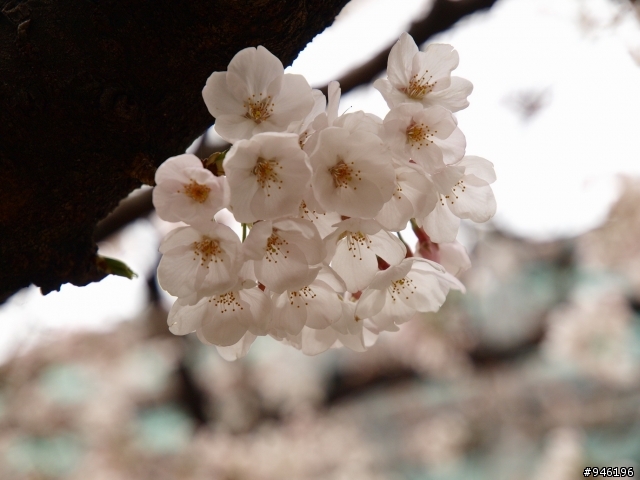 日本3/27-3/31照片分享一下