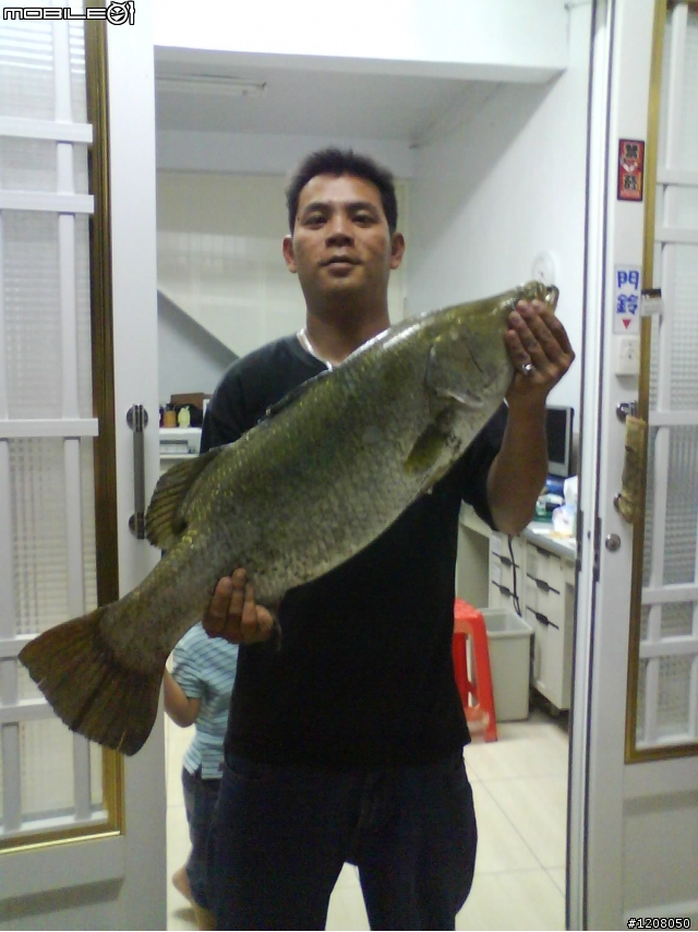 上鉤啦 !!! 十八台斤大鱸魚