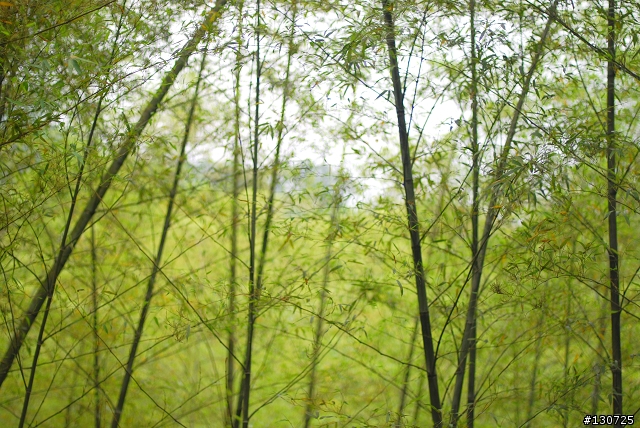 [三峽]桐花來了竹崙路+三層坪+熊空休閒農場