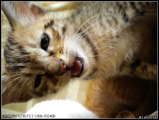 小貓們終於滿月囉~