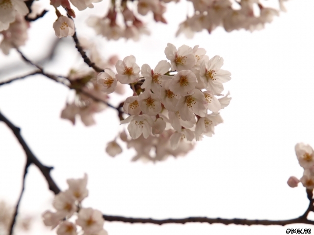 日本3/27-3/31照片分享一下