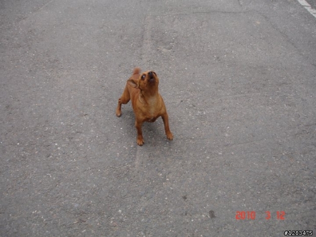 如果在路上遇到這種惡犬，你們會怎麼辦？？