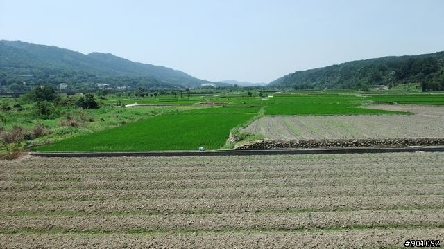 苗栗 三義 銅鑼 油桐花騎跡 (圖多)