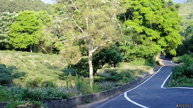 苗栗 三義 銅鑼 油桐花騎跡 (圖多)