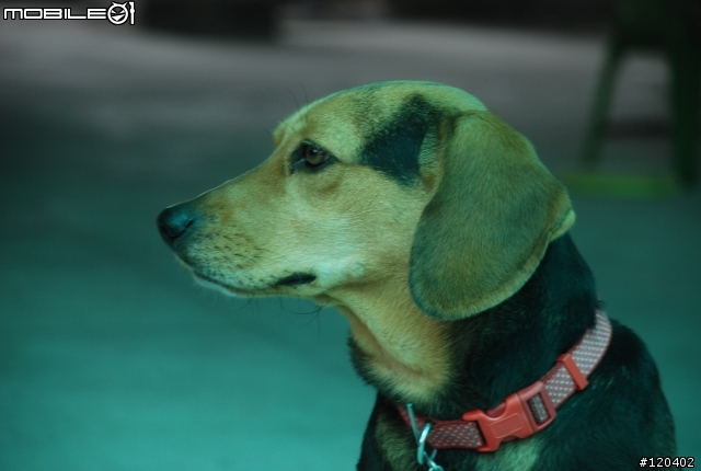 徵求愛心養狗人士