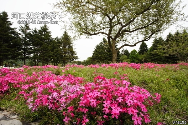 (分享東京近郊景點,圖文多)2010河口湖芝櫻祭+伊豆修善寺虹之鄉之旅