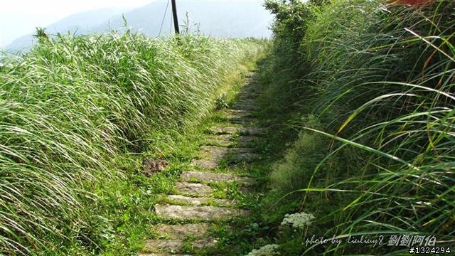 陽明山蝴蝶季搶先看(大屯山、二子坪、冷水坑)